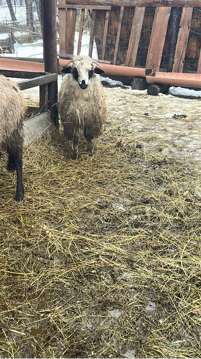 Vand sau schimb 3 oi turcane