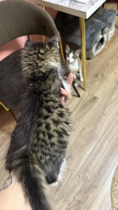 Ищем дом котенку