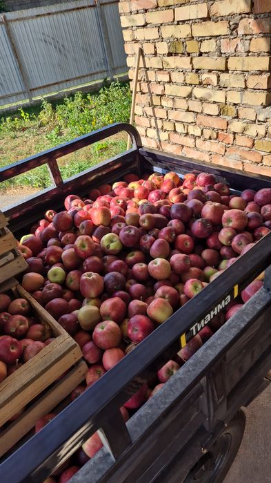 Продам яблоки 3 сорт золотой привосход американка