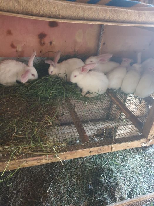 Продам крольчат Великана