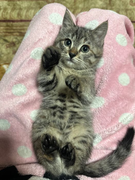 Отдам даром кошечку