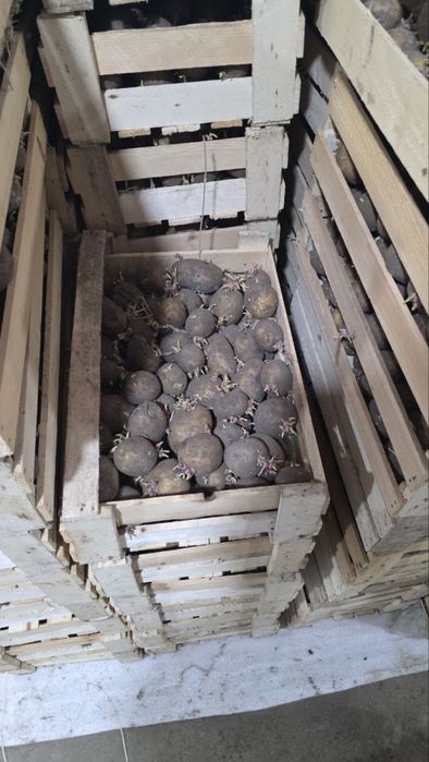 Urug’lik kartoshka Rossiya