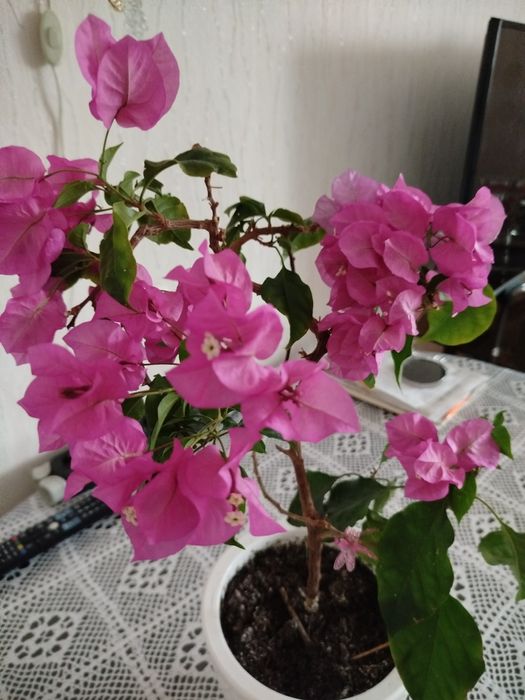 Комнатный цветок бугенвиллия