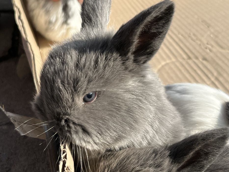 Продам декоративных кроликов