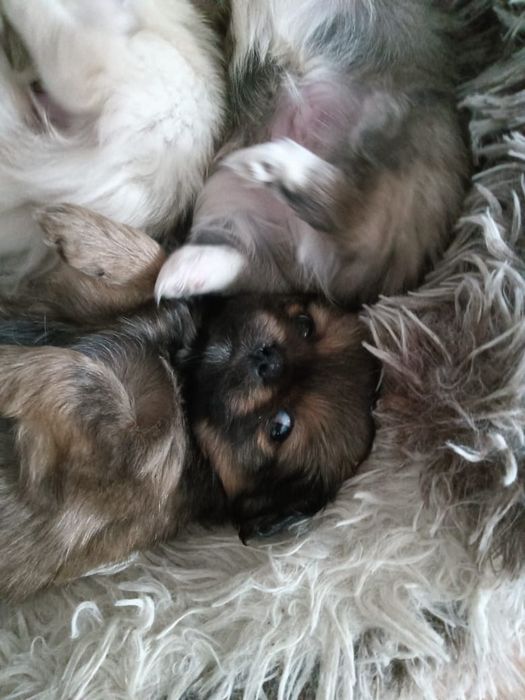 Продам щенков Пекинес. Недорого. 1,5 МЕСЯЦА..