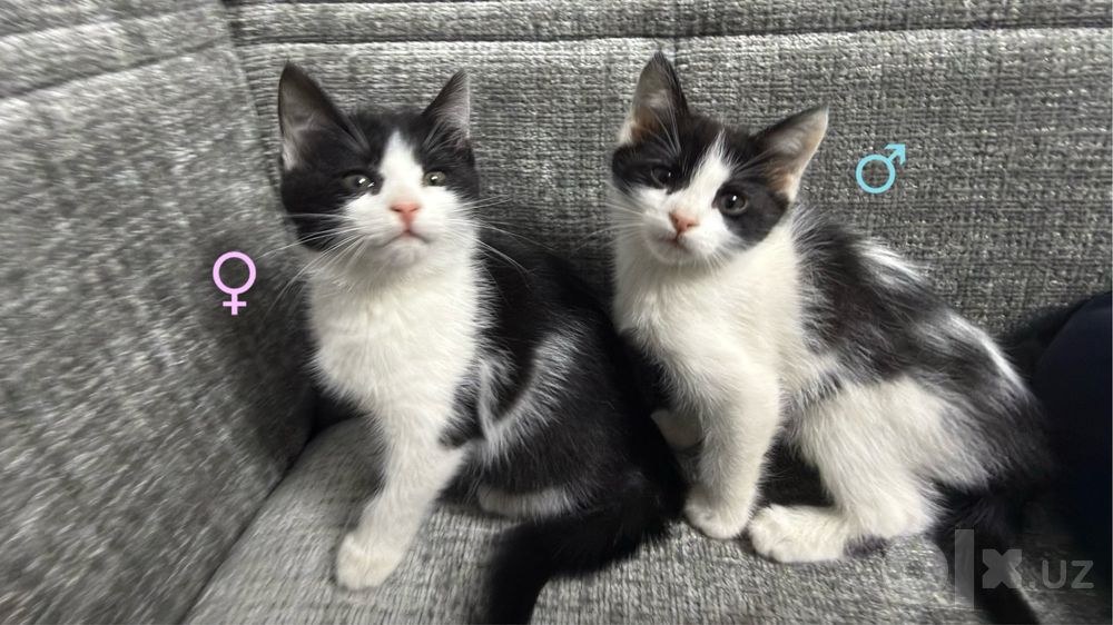 Котята, 2 месяца, девочка и мальчик, ищут дом