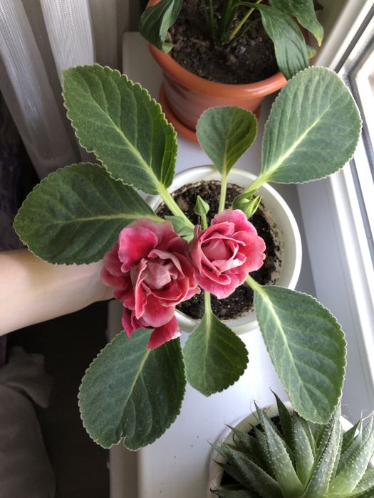 Цветок Глоксиния