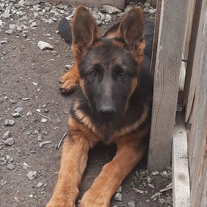 Немецка овчарка щенки