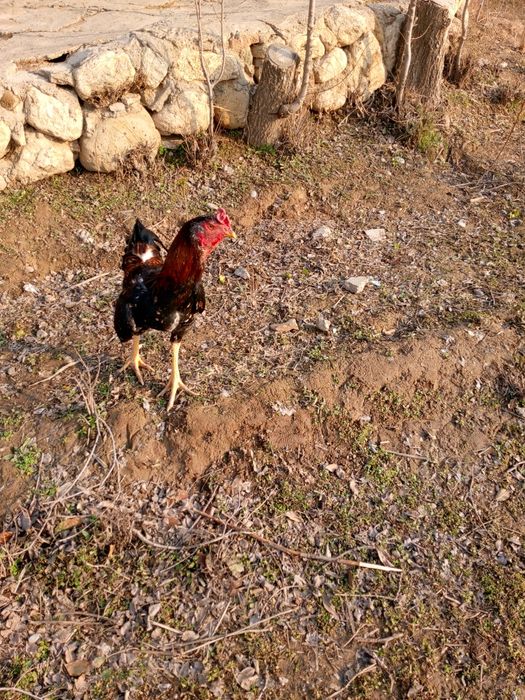 Dakan xo'roz urushgich yoshiga yetgan