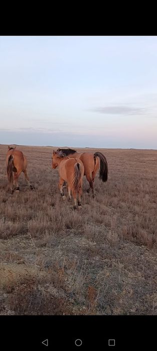 Мұғалжар жабағылар сатылады