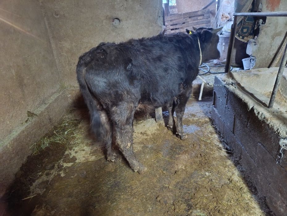 Продам хорошего быка