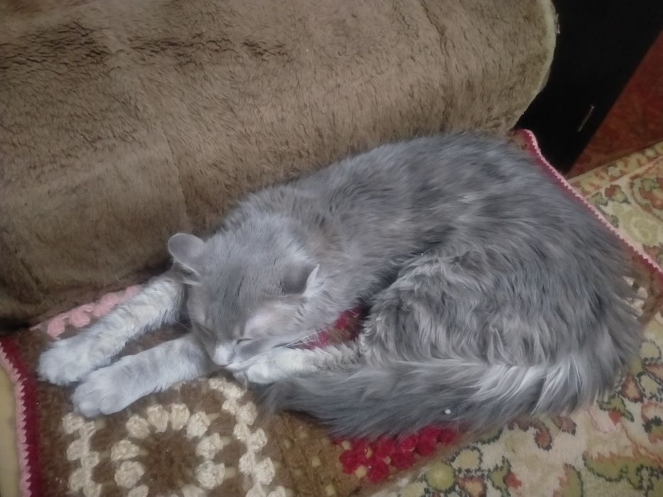 Американскиц кёрл.    Супер-цена.