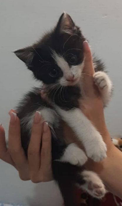 Котенок девочка в надёжные руки