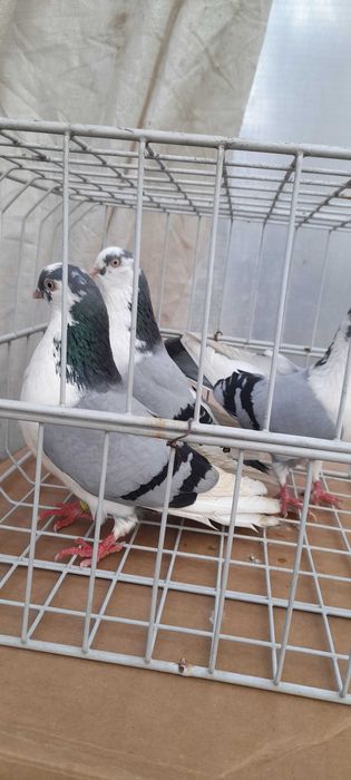 Porumbei jucatori de galati