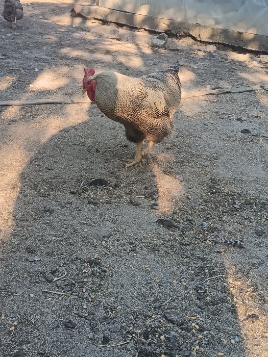 De vânzare 2 cocosi