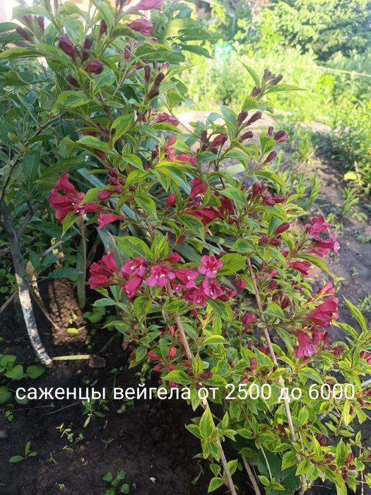 Продам цветы кустарники