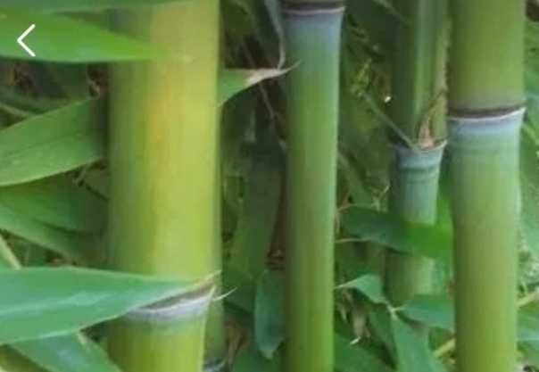 Бамбук, Bambusa aspera