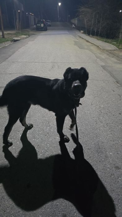 Продаётся Алабай