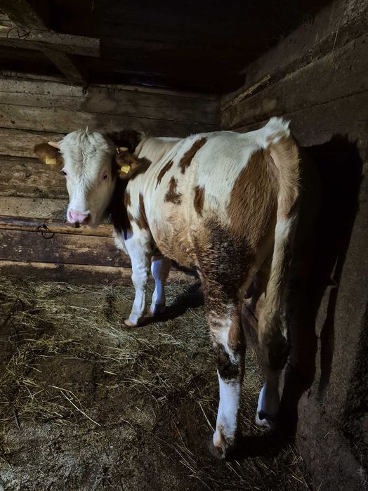 Vând vițel de 8 luni
