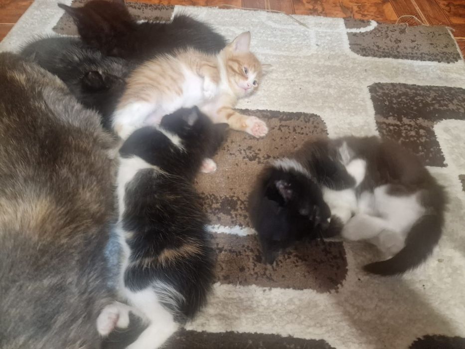 Котята в добрые руки
