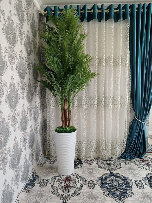 Катта дарахт гуллар палмалар