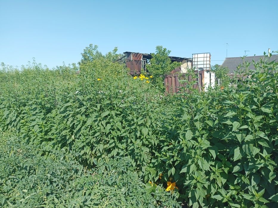 Топинамбур стебли и листья, клубни