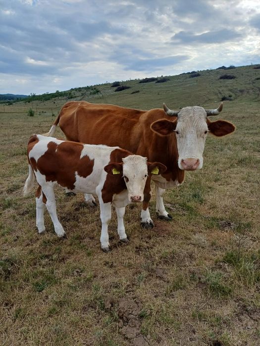 Vaca de vânzare cu vițel de 5 luni