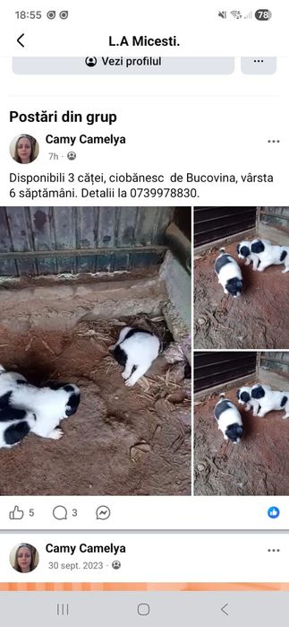 Catei ciobănesc de  Bucovina