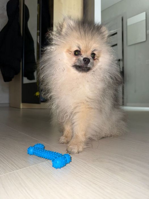 Продам щенка мини щпица