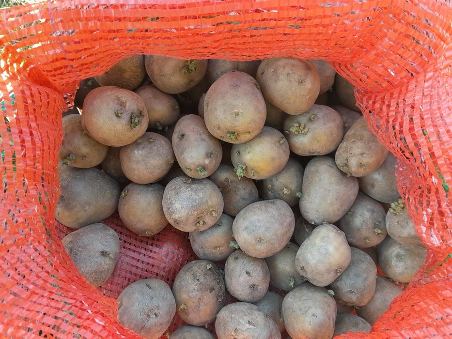 Продам Картофель