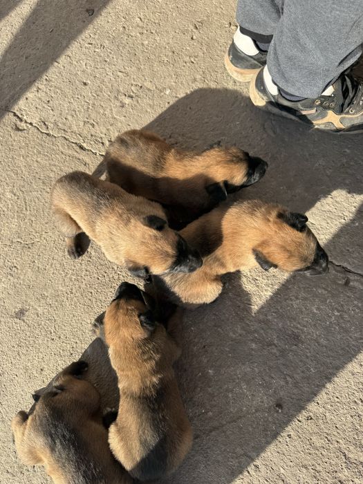 Белгийски овчарки малиноа малки