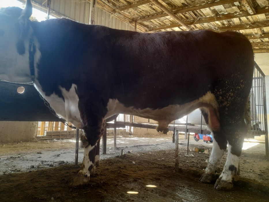 Сментал бука сотилади