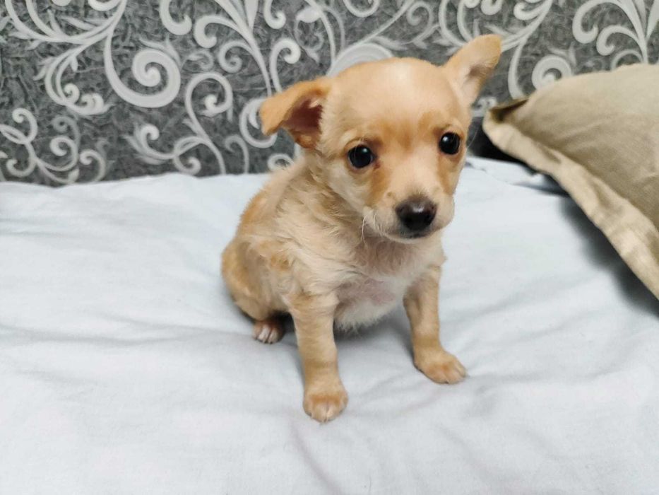 Щенки Той-терьер