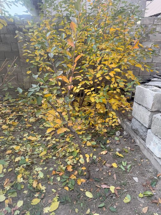 Продам вишни и сливу и куст малины.