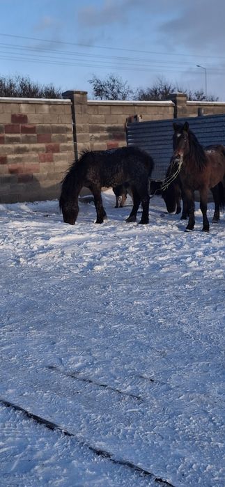 Продам тай на согым.