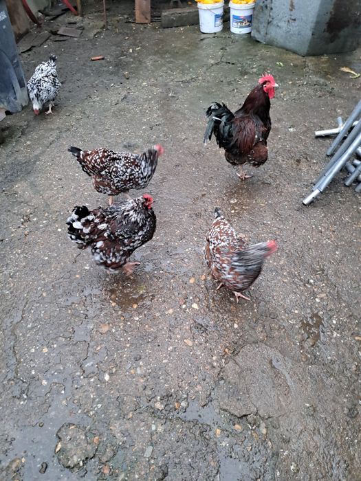 Vând ouă pentru incubat