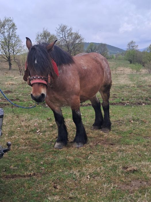 Vând iapa gestantă