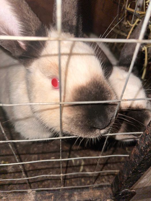 Продам Кроликов (Калифорния)