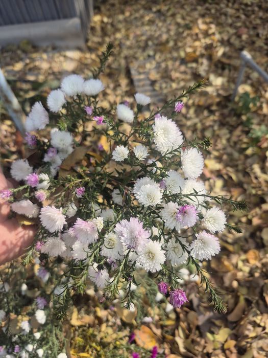 Продаю Цветы домашние