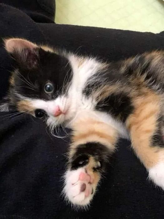 Котята трехцветки