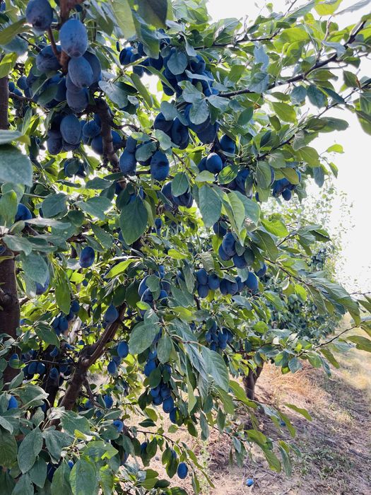 PRUNE Stanley + alte soiuri