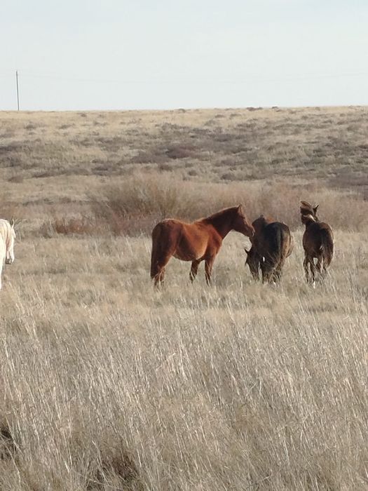 Продам лошадь (тай) . (Еркек)