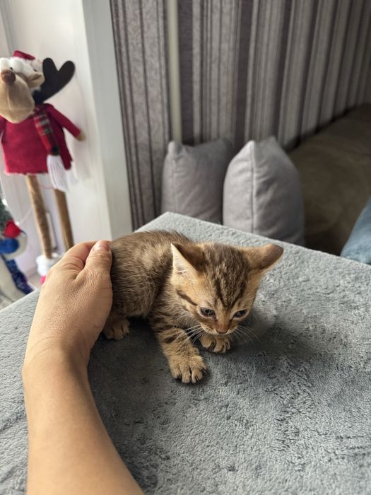 Отдам котят в добрые руки.