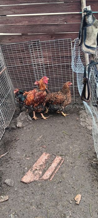 O pereche wyandotte gsg