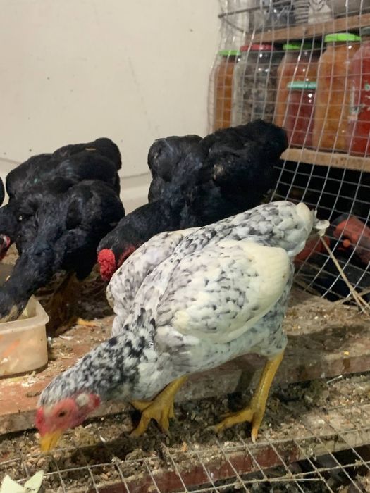 3 та макиён тухумда ва 5 та жужа