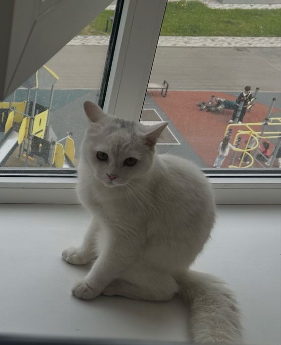 Отдам в добрые руки ласкового котика!