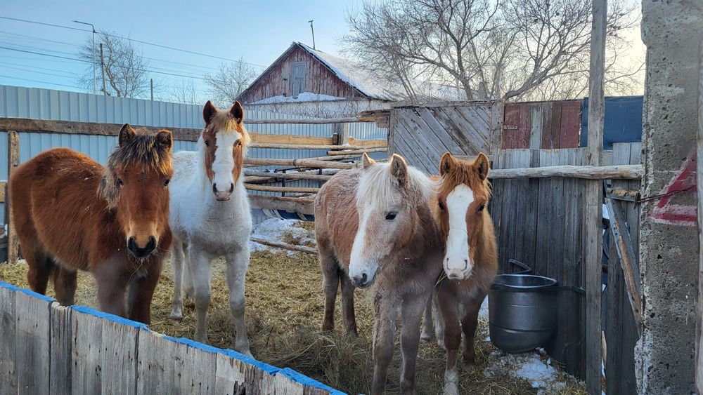 Продам лошадей на доращивание
