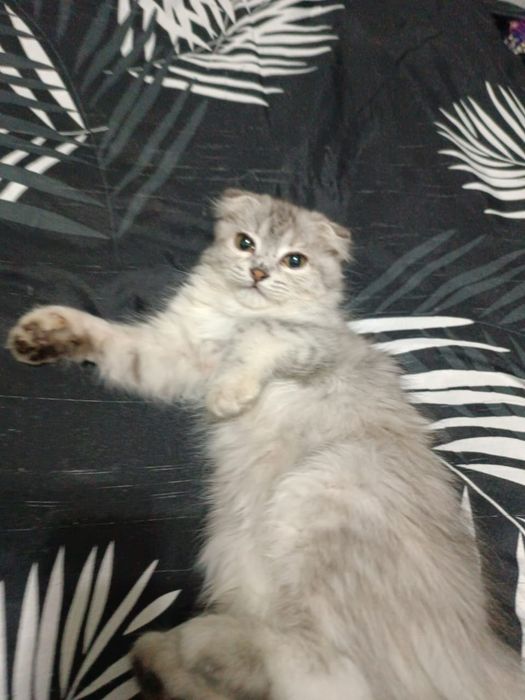Продаю домашних котят