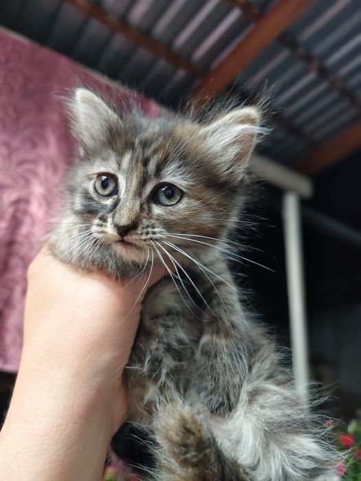 Котята ищут себе дом!