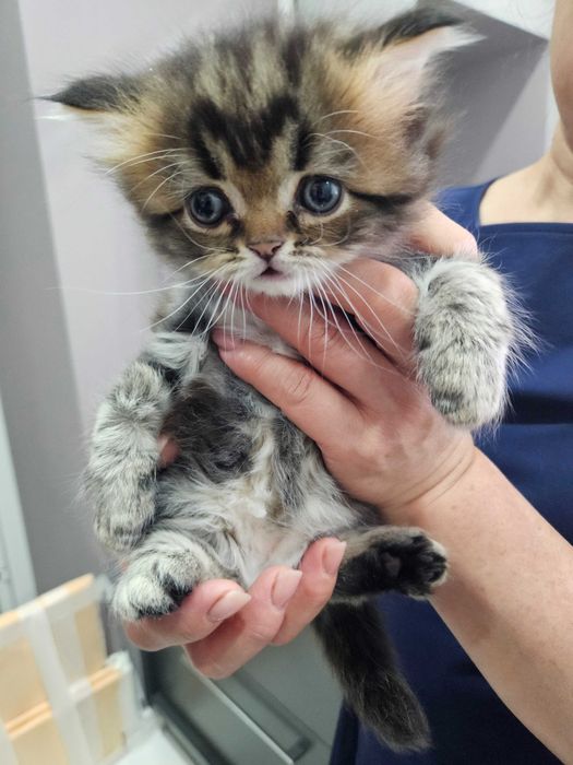 Котята британские короткошерстные